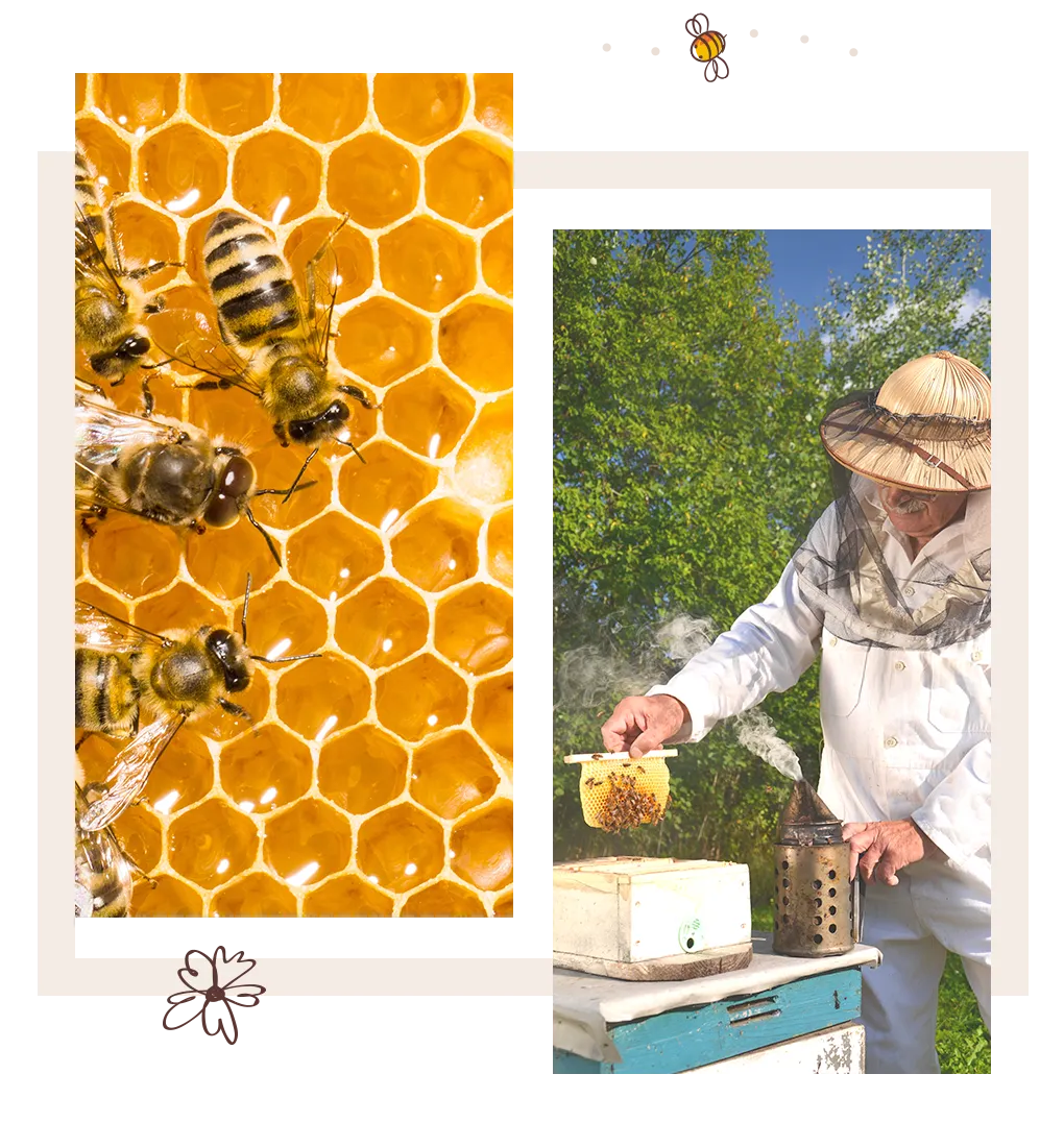 Beekeeper working with natural honeycomb and beehives